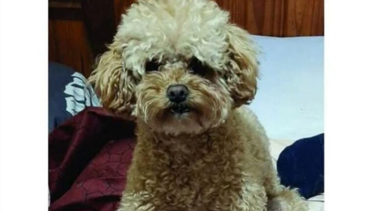 Ofrecen $120.000 de recompensa por «Mora»