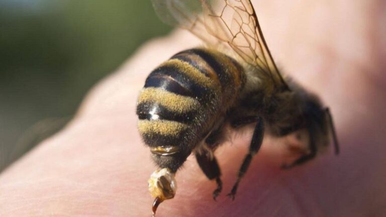 Ataque de abejas en Alto Comedero: vecinos pidieron ayuda y dos animales murieron