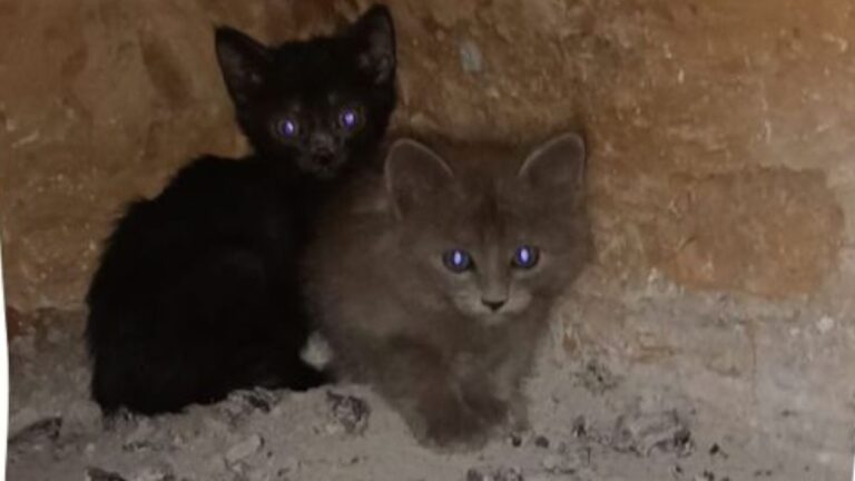 Buscan adopción responsable para gatitos abandonados en Río Blanco