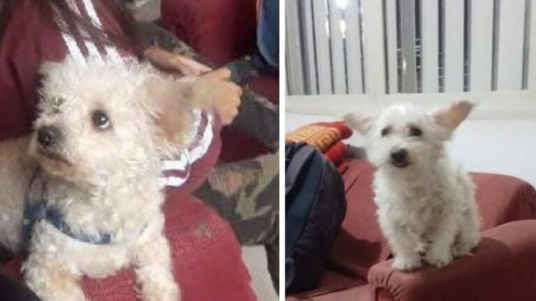 «Benji», un perro enfermo, se perdió en Avenida 19 de Abril