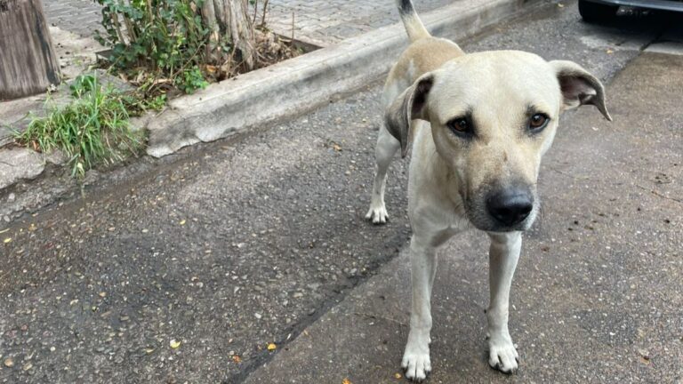 Buscan hogar para «Lorenzo», un perro que permanece solo en el Parque San Martín