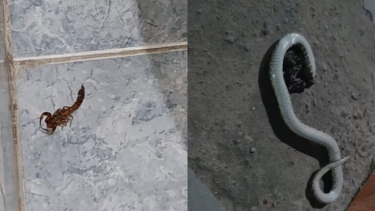 Preocupación por la cantidad de alimañas en un barrio de Palpalá