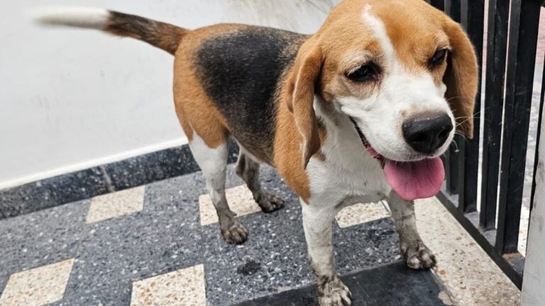 Oti se perdió en el barrio 20 de Junio de Perico