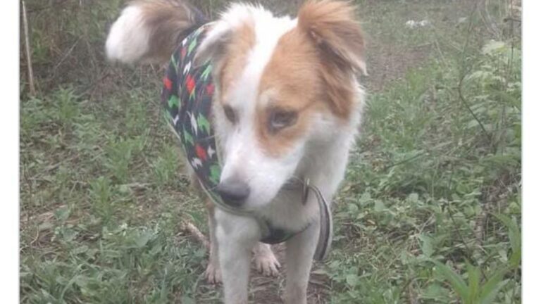 Palpalá: Urgente! buscan a un perro