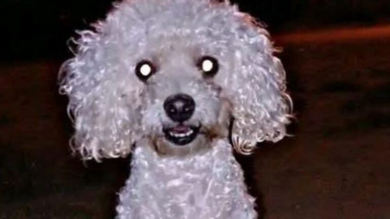 Barrio Luján: «Brad» sigue sin aparecer