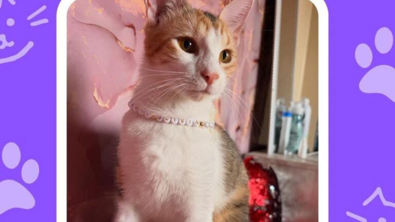 «Olivia» se perdió en barrio Ciudad de Nieva