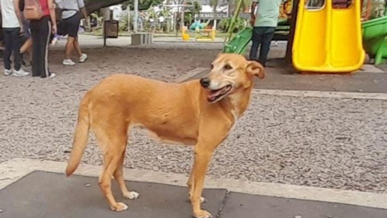 Buscan a «Nena», una perrita que se perdió en pleno centro