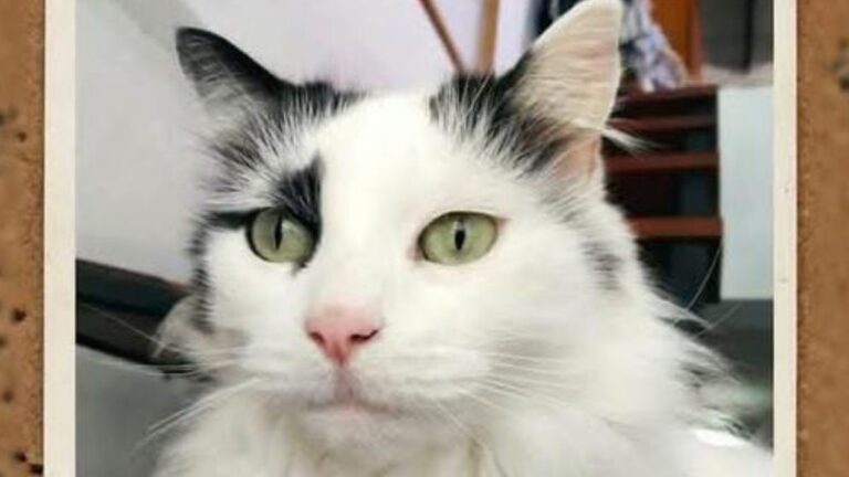 Urgente! Buscan a un gato perdido en parque San Martín