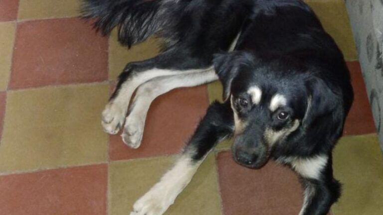 «Patitas» iba a ser adoptado pero lo rechazaron por su tamaño