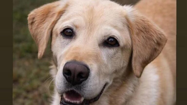 Barrio Alto Gorrito: «Kalem» es buscado intensamente