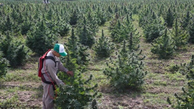 Cannava: solicitaron una audiencia y acceso a la información pública