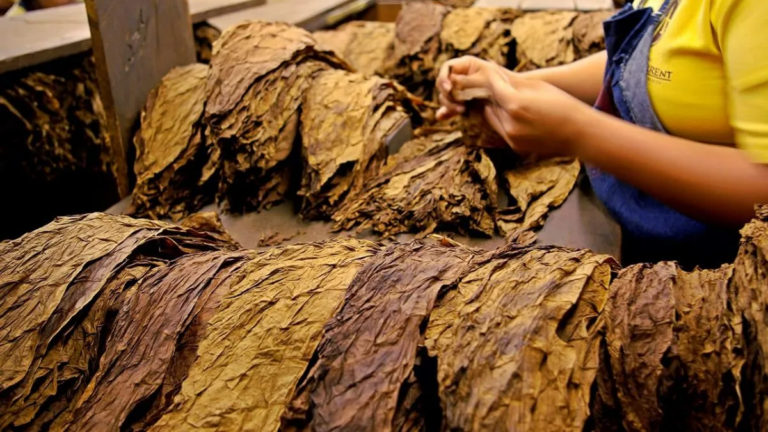 Las preocupaciones del sector tabacalero en Jujuy