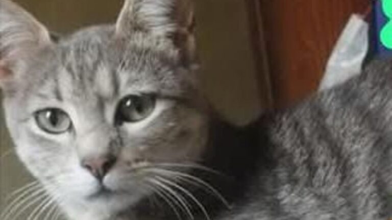 La Quiaca: ofrecen recompensa por «Pelusa»