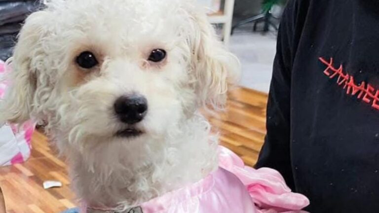 Ofrecen recompensa por «Sofi», perdida en barrio Alto Comedero