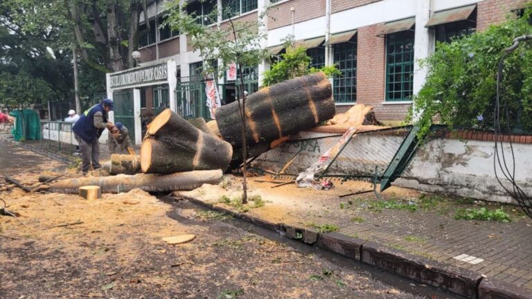 Un árbol gigante cayó sobre la Escuela Comercial Nº 1 y suspendieron las clases