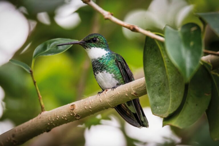 A 120 km de CABA: la reserva con cientos de mariposas y picaflores a 1 hora de Buenos Aires, ideal para el próximo feriado
