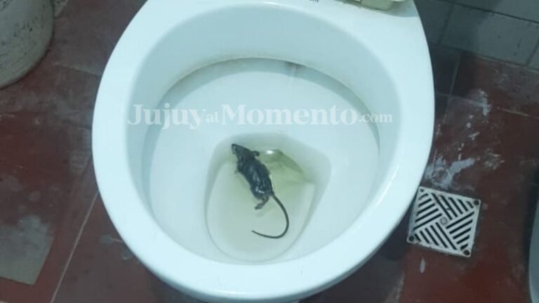 Entre ratas y alacranes: denuncian condiciones alarmantes en la Seccional Nº 55
