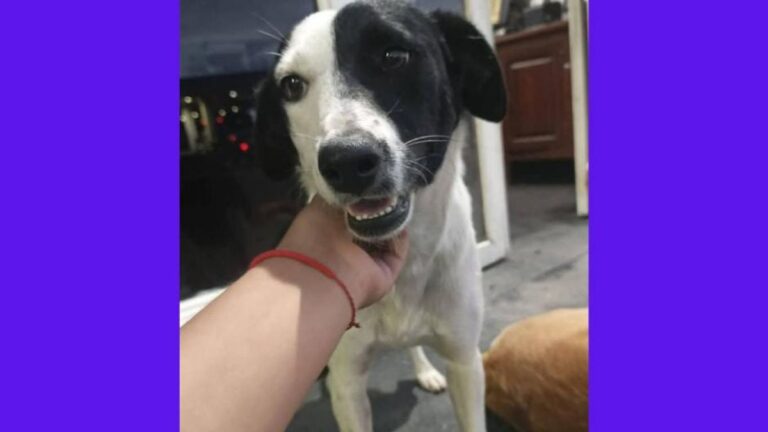 Barrio Coronel Arias: una perrita sufre la soledad en la calle