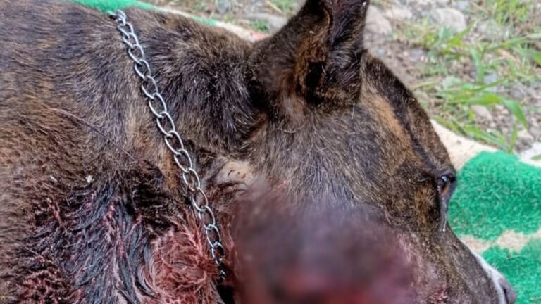 Maltrato animal: un perro muere y otro aún lucha por su vida en Palpalá