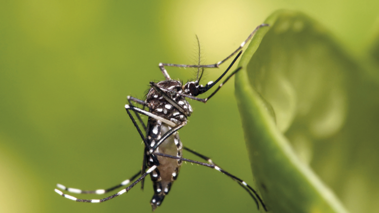 Confirmaron más casos de Chikungunya: ya son 18 en Jujuy
