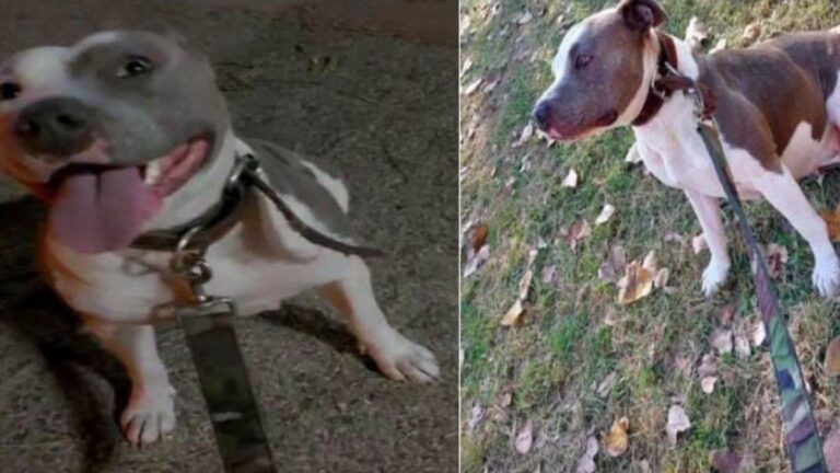 Barrio Cuyaya: ofrecen recompensa por la pitbull «Pinky»