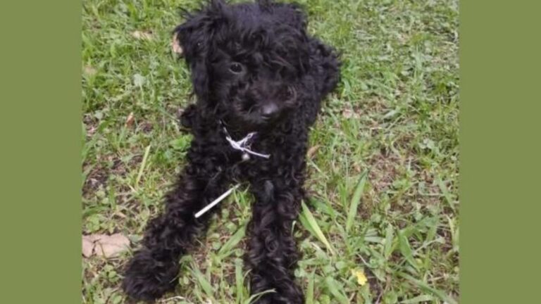 Recompensa por «Mila», perdida en cementerio Parque El Solar