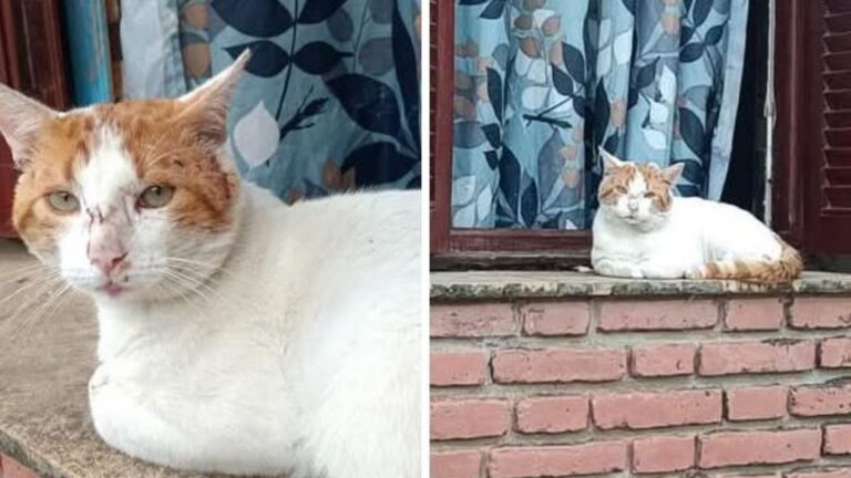 Barrio Cuyaya: buscan a los dueños de un gato