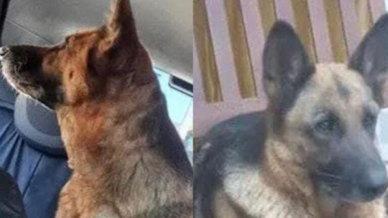 Barrio Cuyaya: Urgente! Buscan a «Deysi», una ovejero alemán