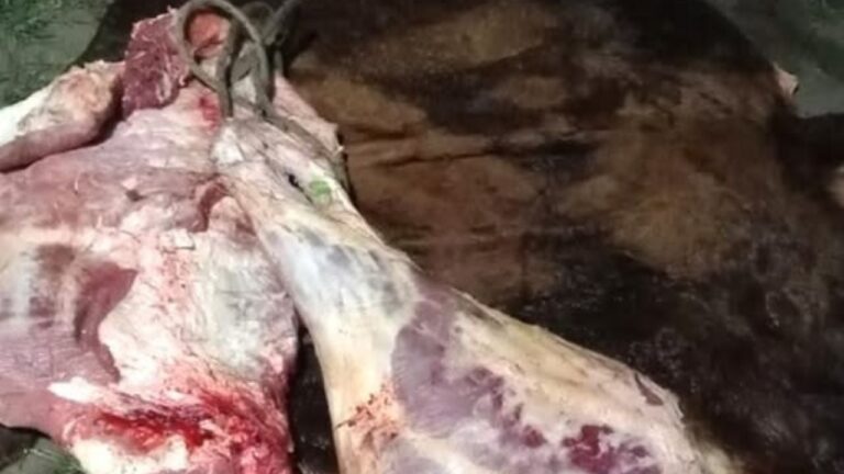 Incautación de carne vacuna y cuero en operativo contra el abigeato en Santa Rosa