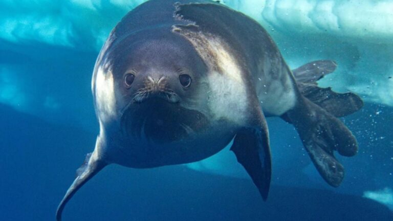 Fotografía submarina de una foca de Ross nadando en las aguas de la Antártida