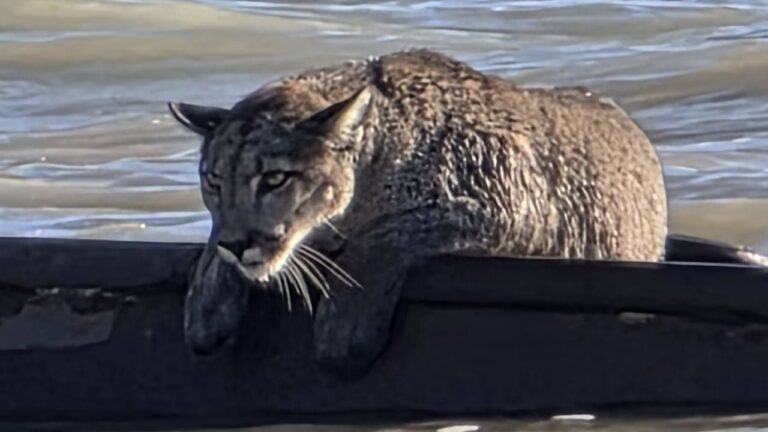 Un puma juvenil posado sobre la estructura oxidada de un barco semihundido cerca de la costa.