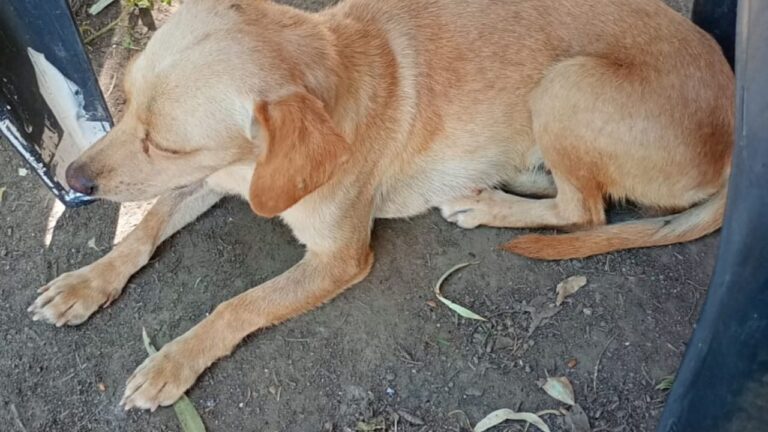 Ilustración de una perrita de tamaño pequeño en un entorno urbano, representando el reporte de mascota extraviada.