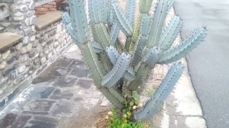 Fotografía de una vereda urbana con posibles obstáculos en el paso peatonal.