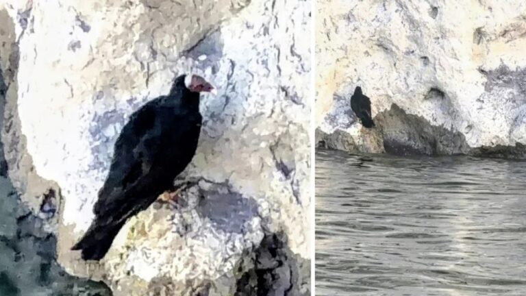 Operativo de rescate de un ave en las orillas de un cuerpo de agua en Mendoza