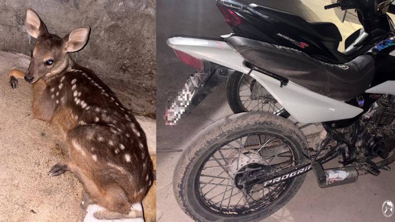 Motociclista detenido con corzuela en bolso en Recreo