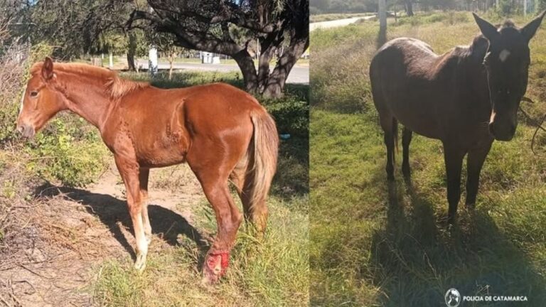 Caballos sueltos en la vía pública en sector sur de Catamarca