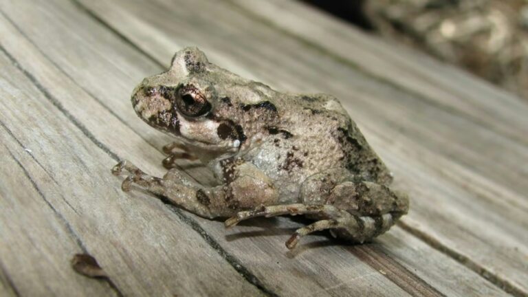 Rana de los alerces (Batrachyla fitzroya) en su hábitat en el Parque Nacional Los Alerces
