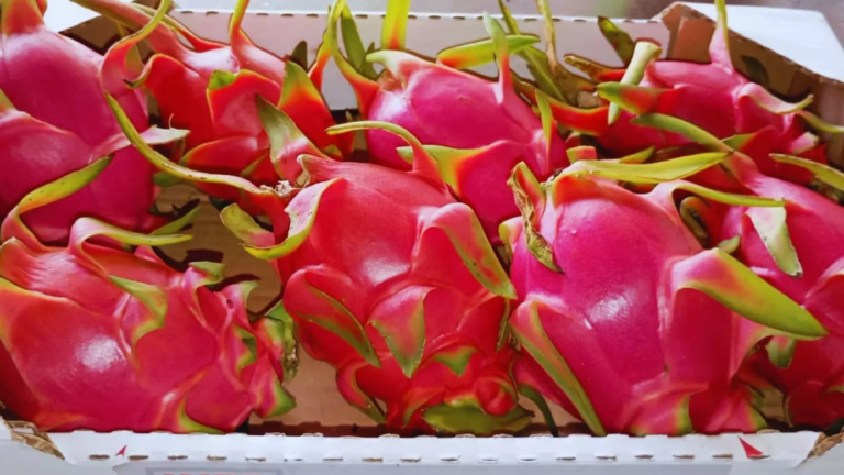 Pitahaya o fruta del dragón cultivada en el INTA Yuto