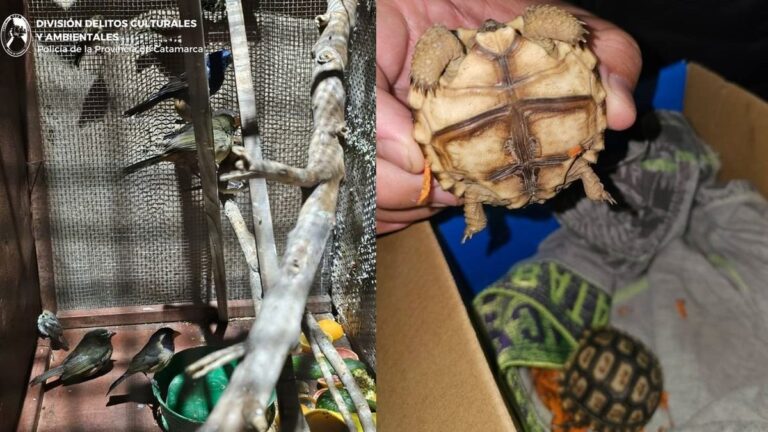 Tortugas terrestres y aves silvestres rescatadas durante allanamiento en Valle Chico