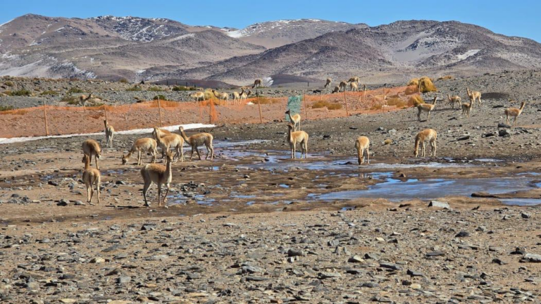Vicuñas en la Puna catamarqueña