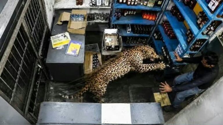 Leopardo dentro de una licorería en India atacando a un empleado