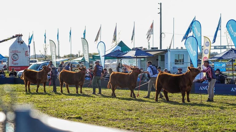 Ejemplares de la raza Angus en la pista de la Exposición de Primavera en Cañuelas