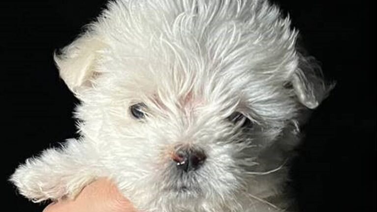 Cachorro de raza caniche recuperado tras un allanamiento en Valle Viejo