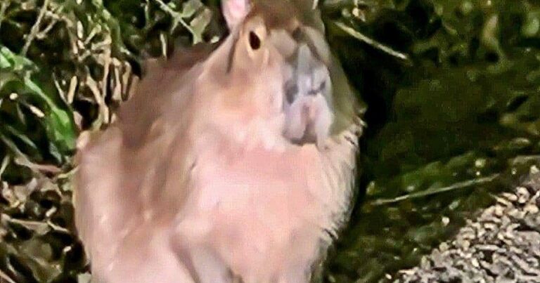 Samba, capibara fugitiva, en un curso de agua