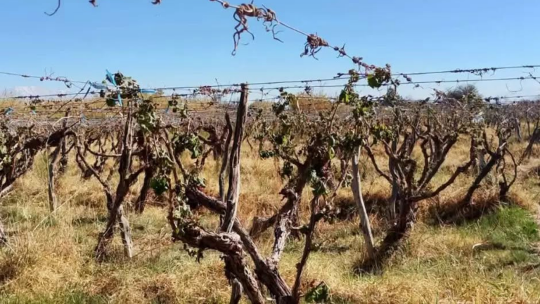 Viñedos afectados por la helada en Fiambalá